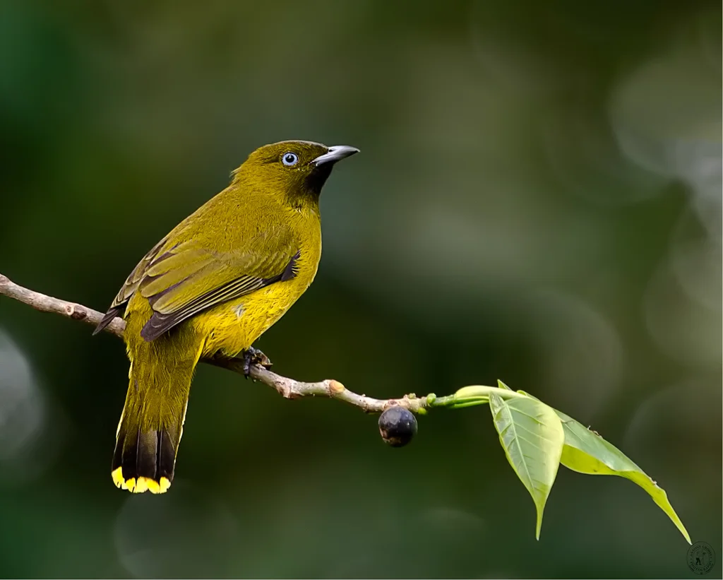 安达曼鹎(Microtarsus fuscoflavescens)