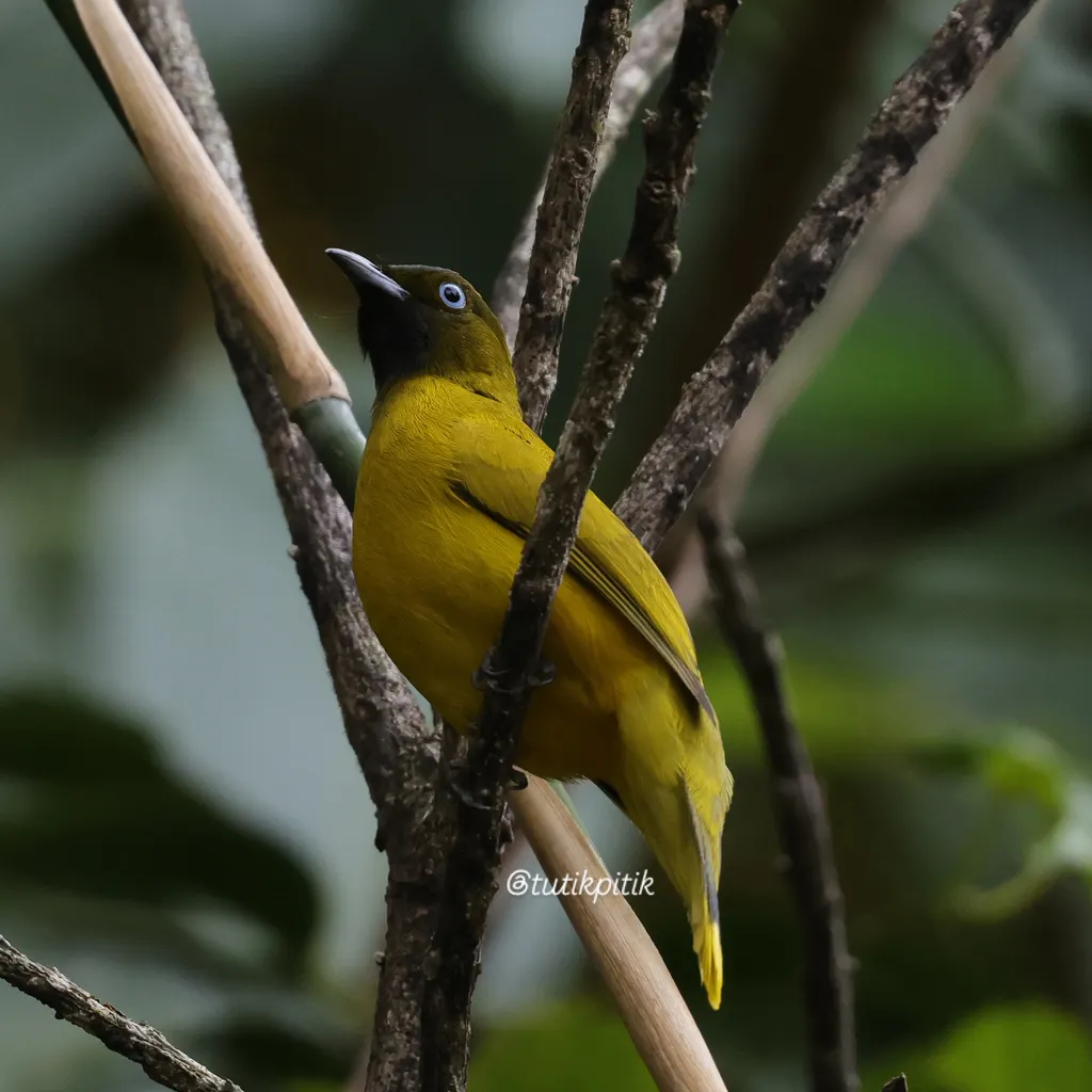 安达曼鹎(Microtarsus fuscoflavescens)