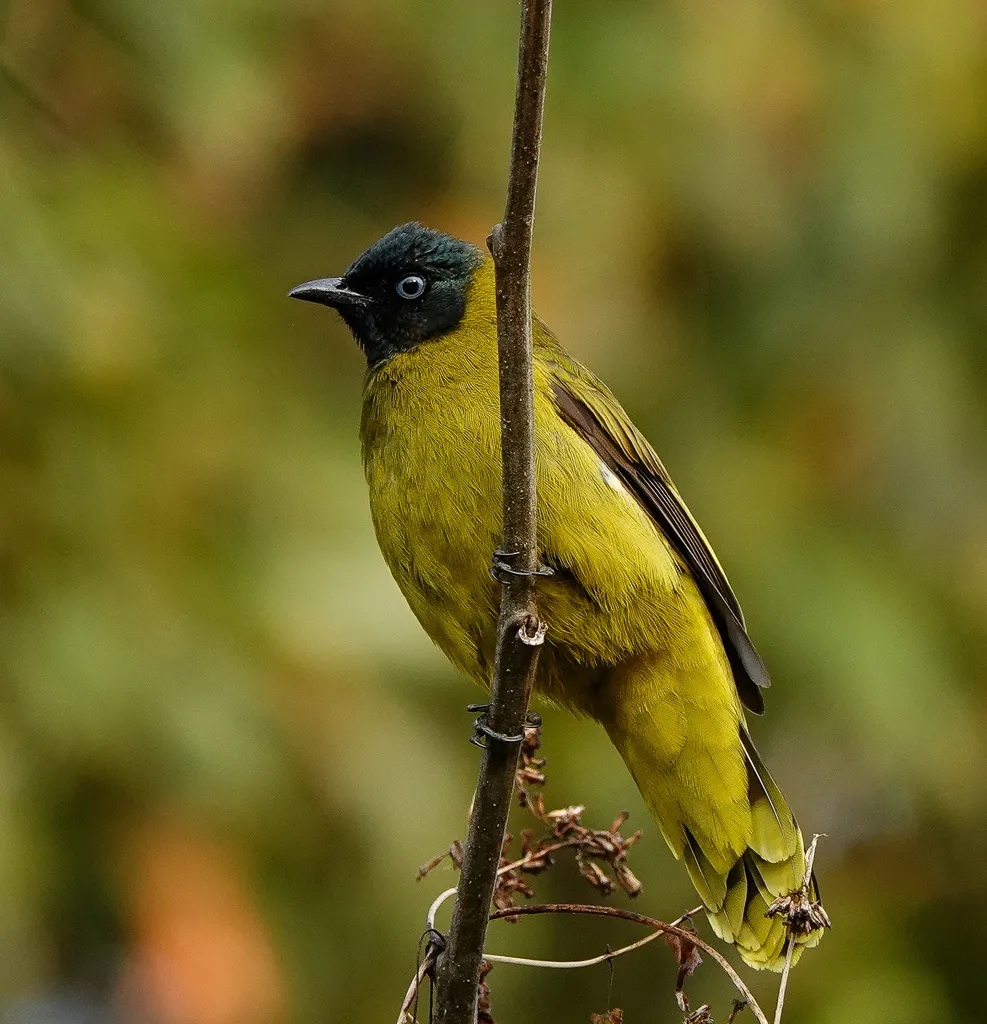 黑头鹎(Microtarsus melanocephalos)