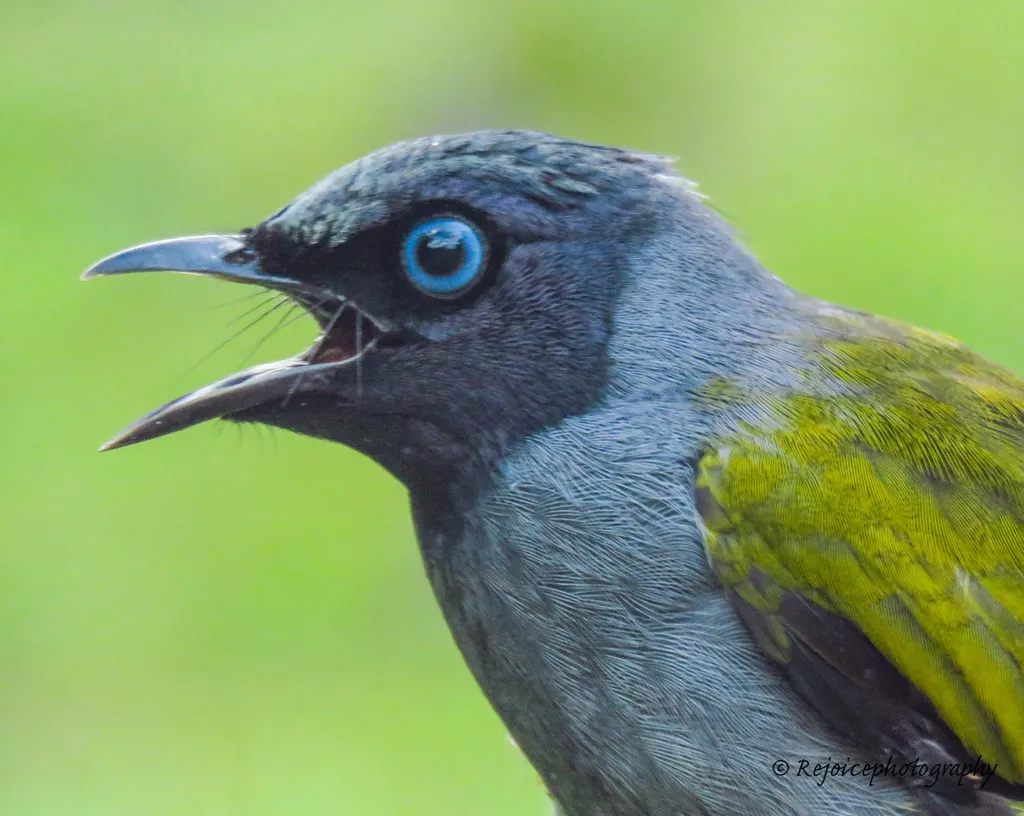 黑头鹎(Microtarsus melanocephalos)