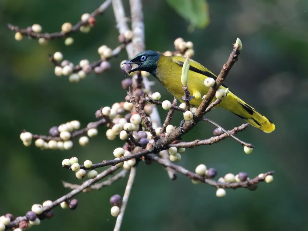 黑头鹎(Microtarsus melanocephalos)