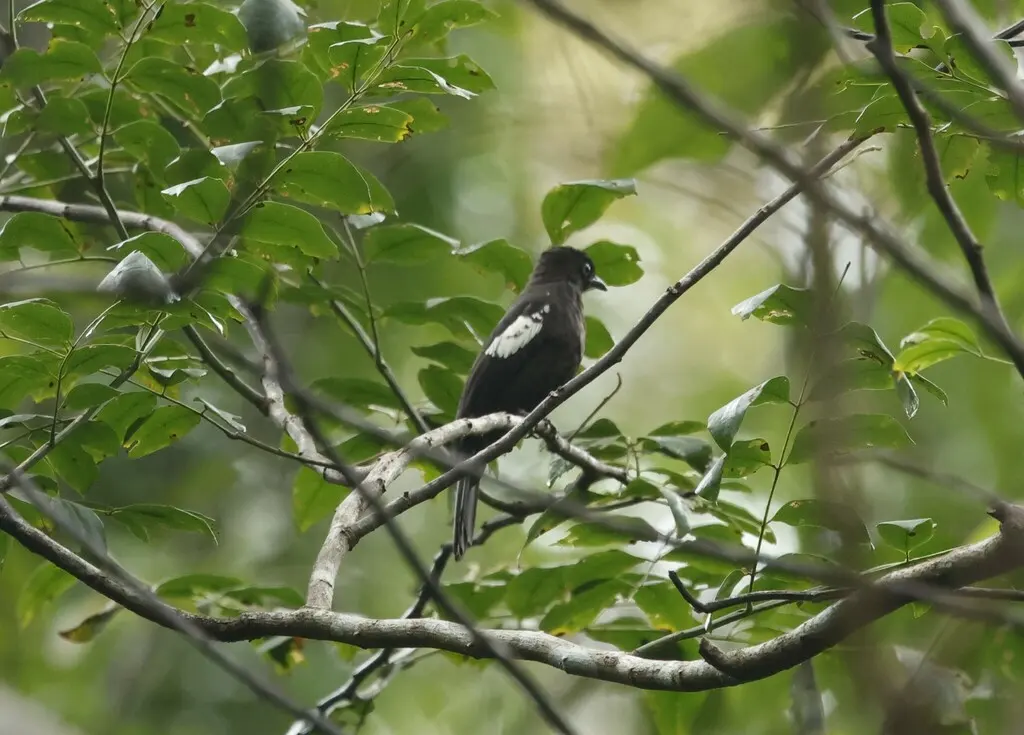 黑白鹎(Microtarsus melanoleucos)