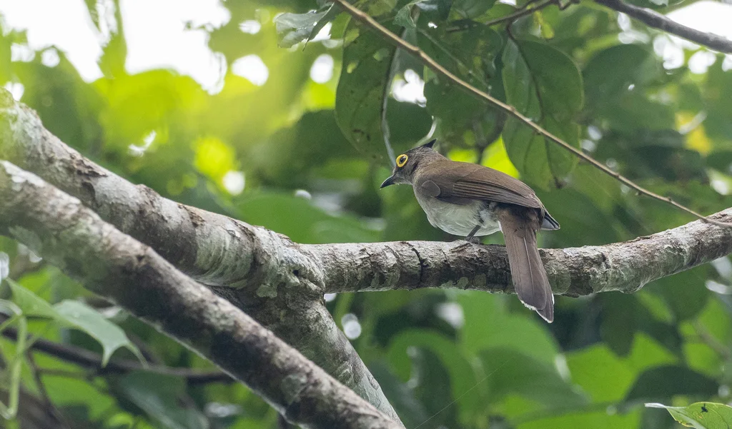 黄肉垂鹎(Microtarsus urostictus)