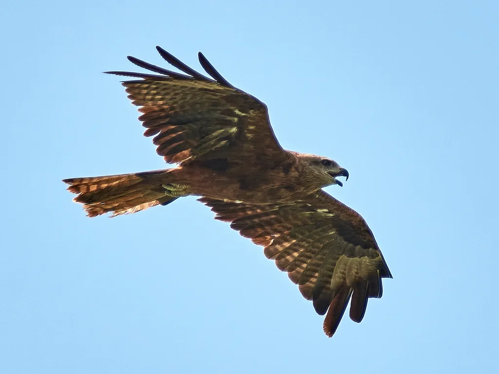 黑鸢(Milvus migrans)