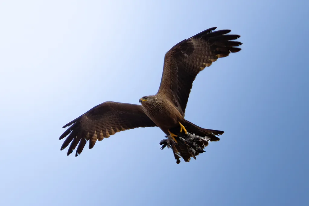黑鸢(Milvus migrans)