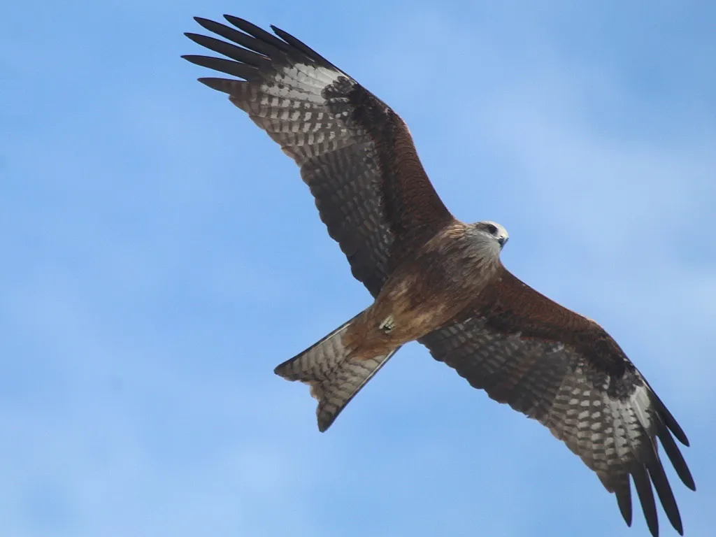 黑鸢(Milvus migrans)