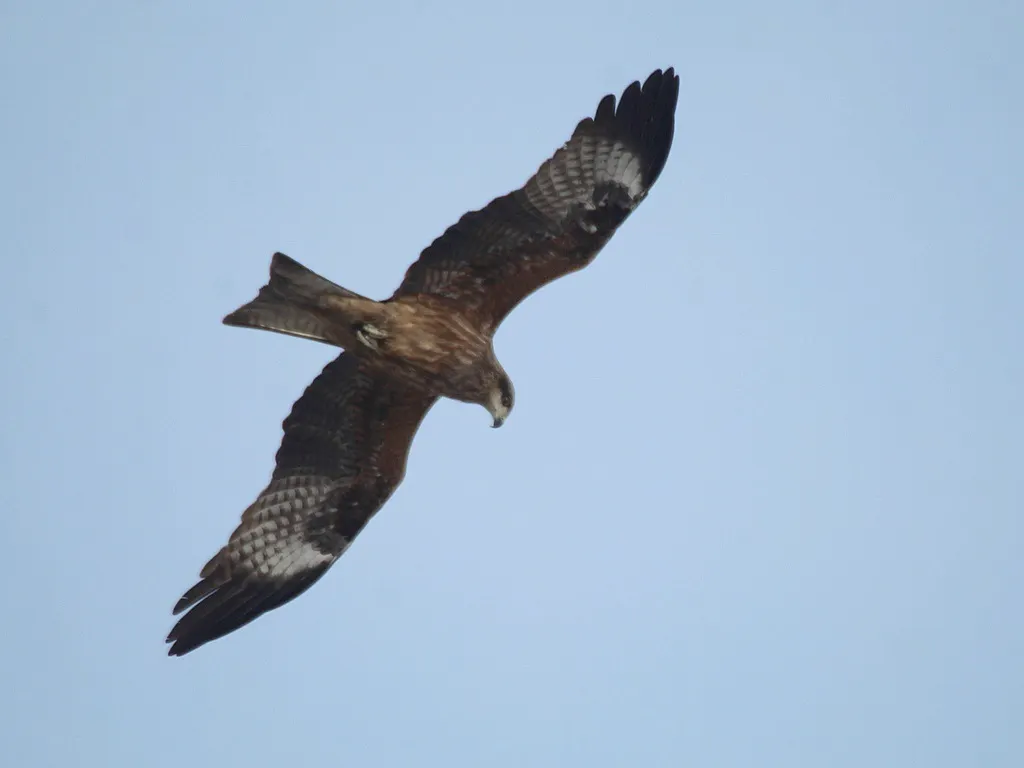黑鸢(Milvus migrans)