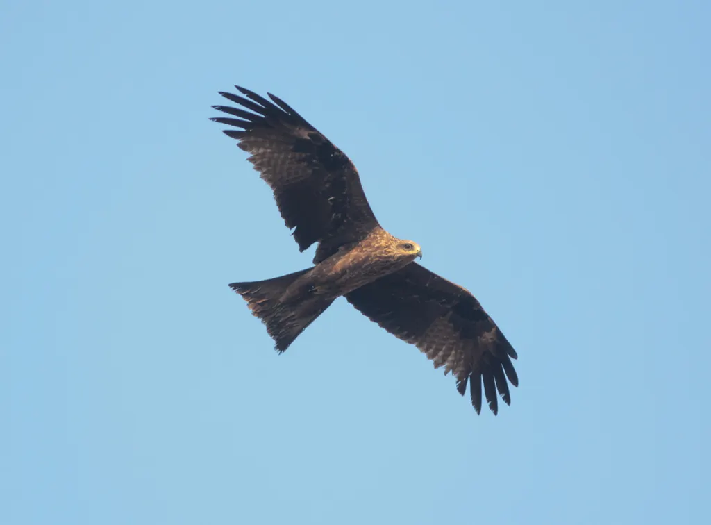 黑鸢(Milvus migrans)