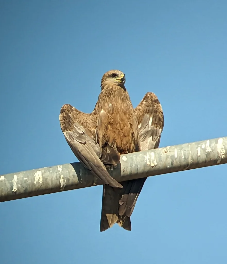 黑鸢(Milvus migrans)