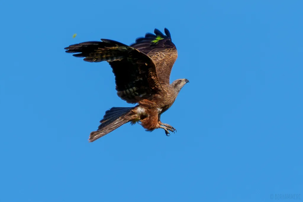黑鸢(Milvus migrans)