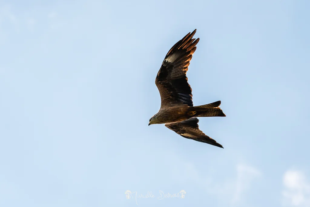 黑鸢(Milvus migrans)