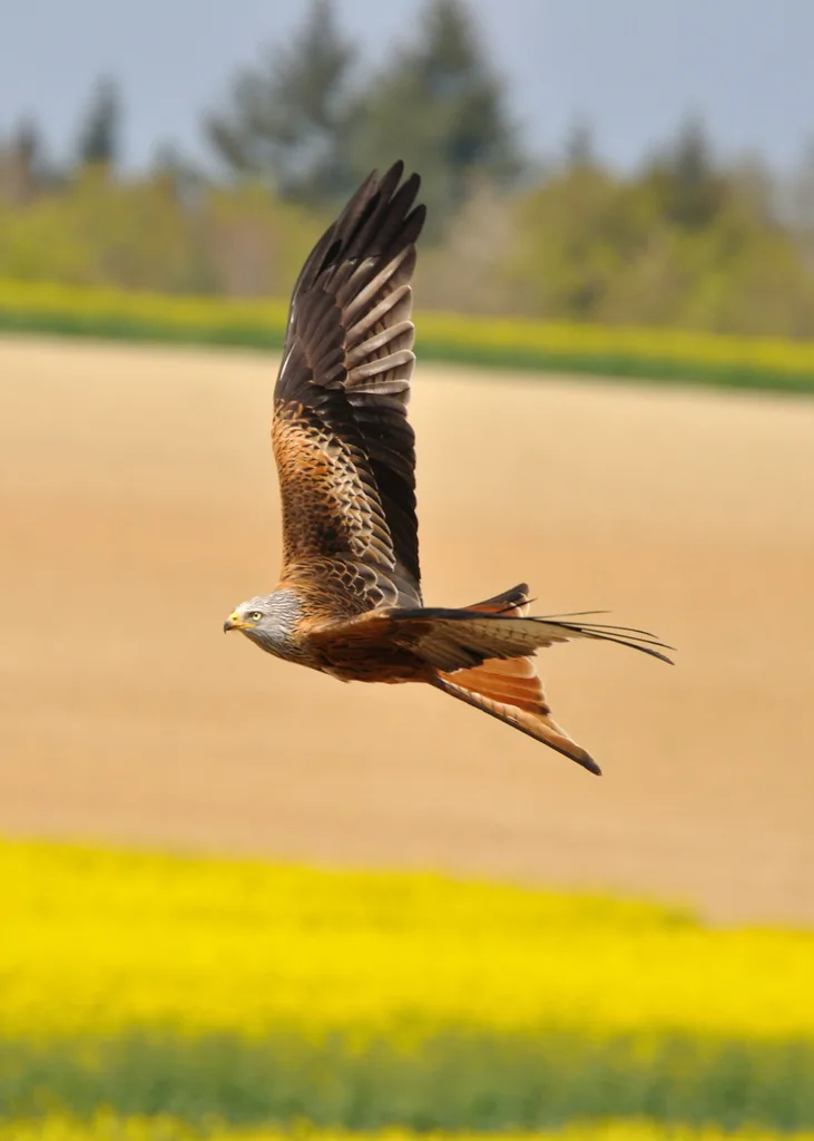 赤鸢(Milvus milvus)