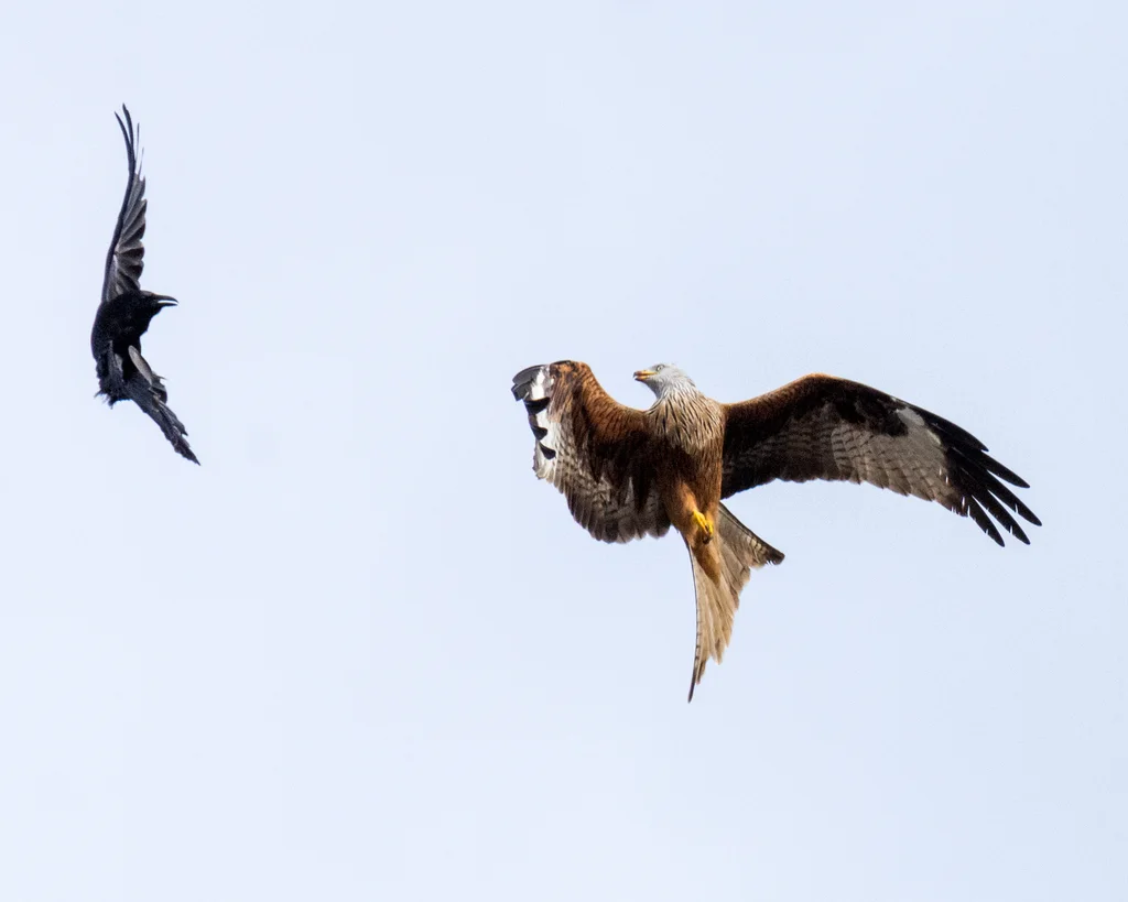 小嘴乌鸦（Corvus corone）