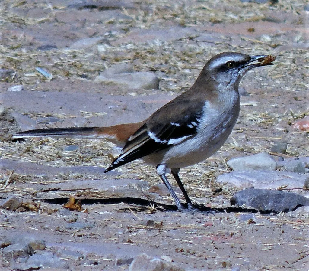棕背小嘲鸫(Mimus dorsalis)