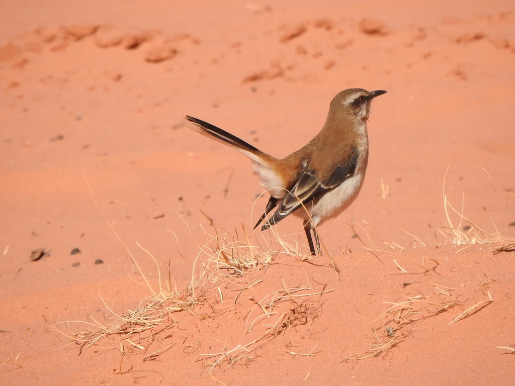 棕背小嘲鸫(Mimus dorsalis)
