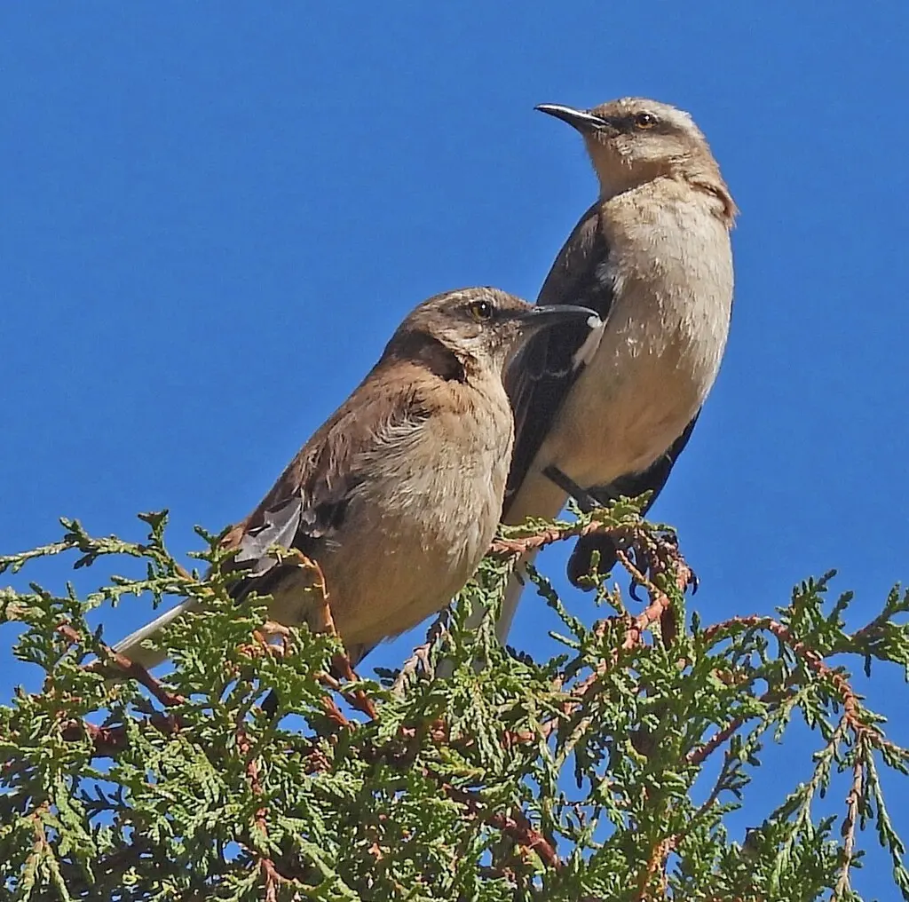 棕背小嘲鸫(Mimus dorsalis)