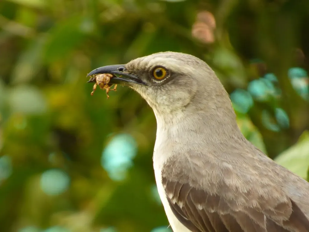 热带小嘲鸫(Mimus gilvus)