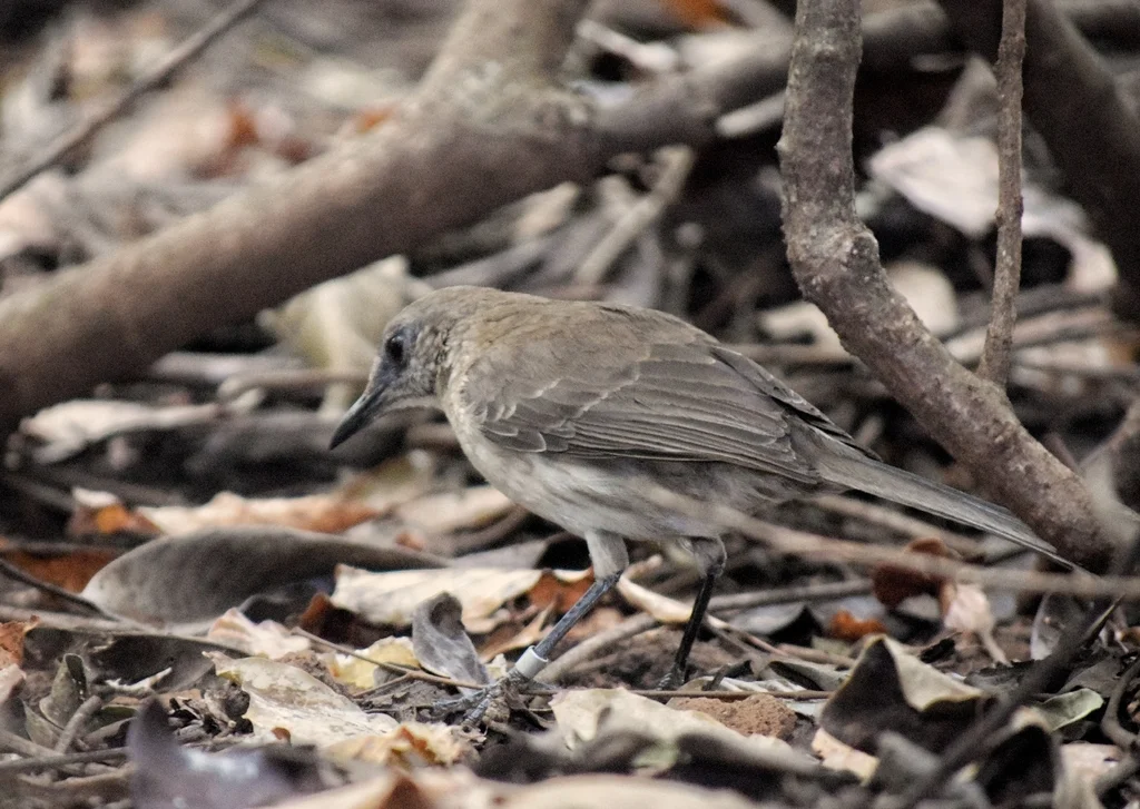 索科罗嘲鸫(Mimus graysoni)