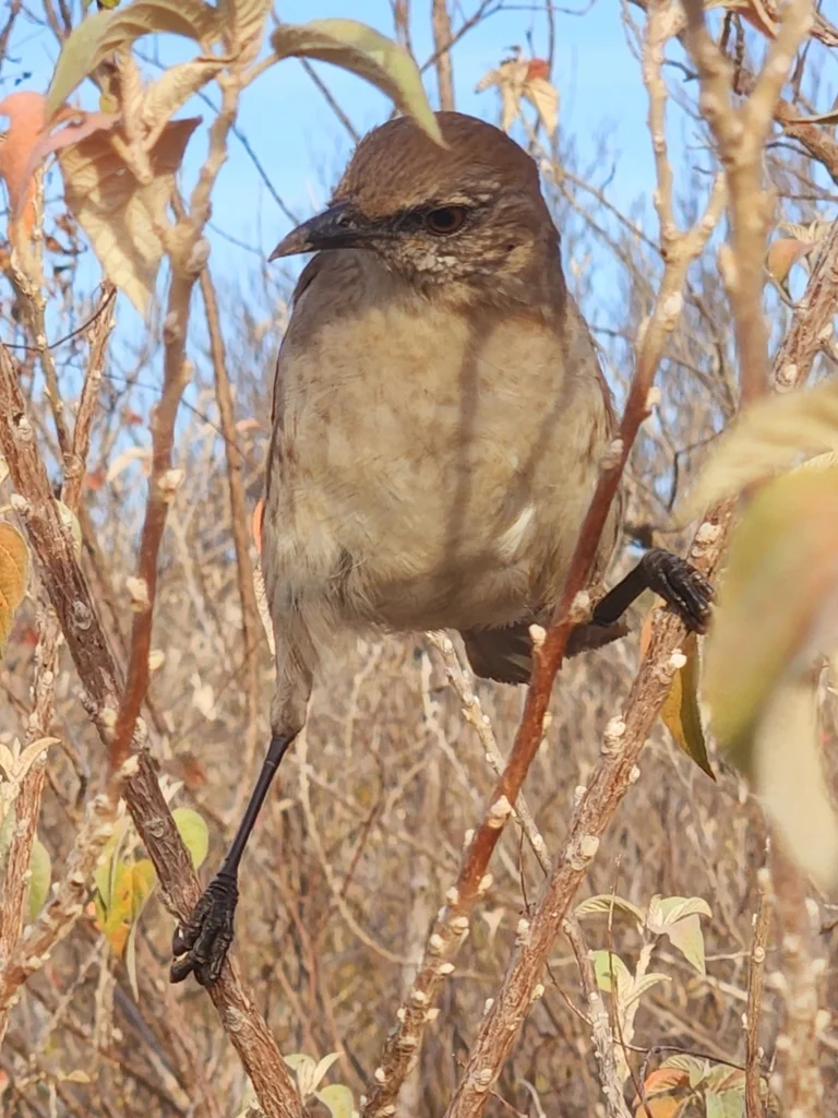 索科罗嘲鸫(Mimus graysoni)