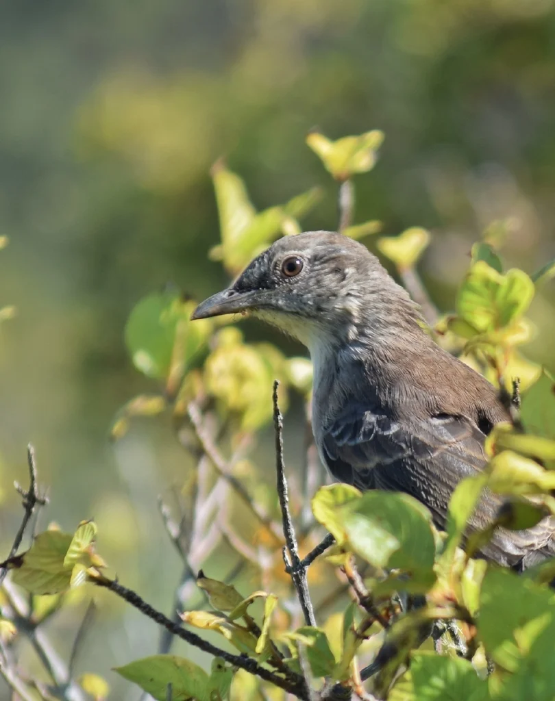索科罗嘲鸫(Mimus graysoni)