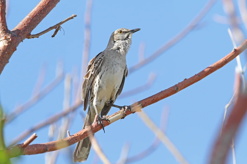 巴哈马小嘲鸫(Mimus gundlachii)