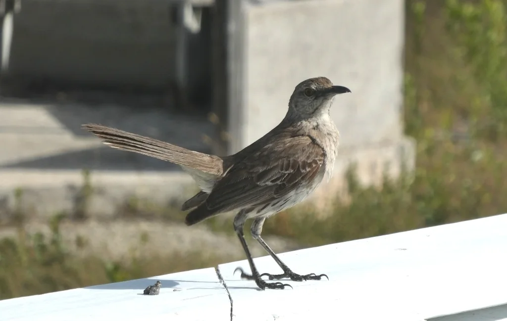 巴哈马小嘲鸫(Mimus gundlachii)