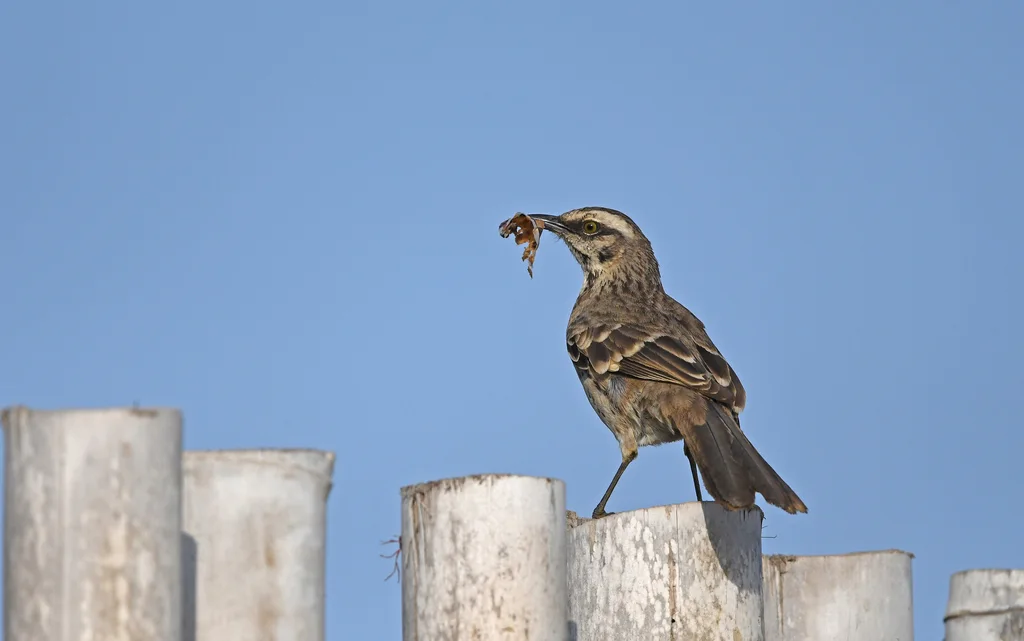 长尾小嘲鸫(Mimus longicaudatus)