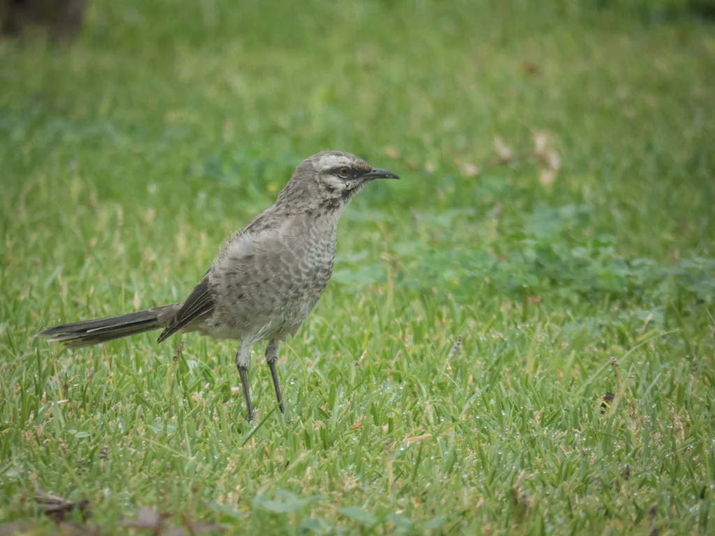 长尾小嘲鸫(Mimus longicaudatus)