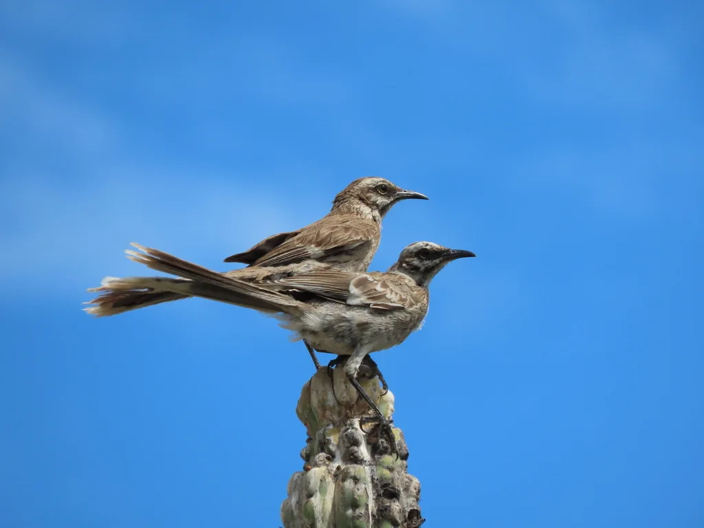长尾小嘲鸫(Mimus longicaudatus)