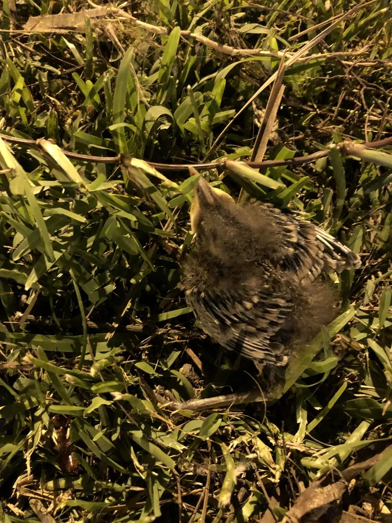 长尾小嘲鸫(Mimus longicaudatus)