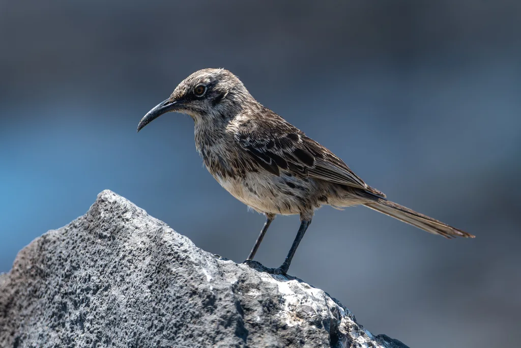冠嘲鸫(Mimus macdonaldi)