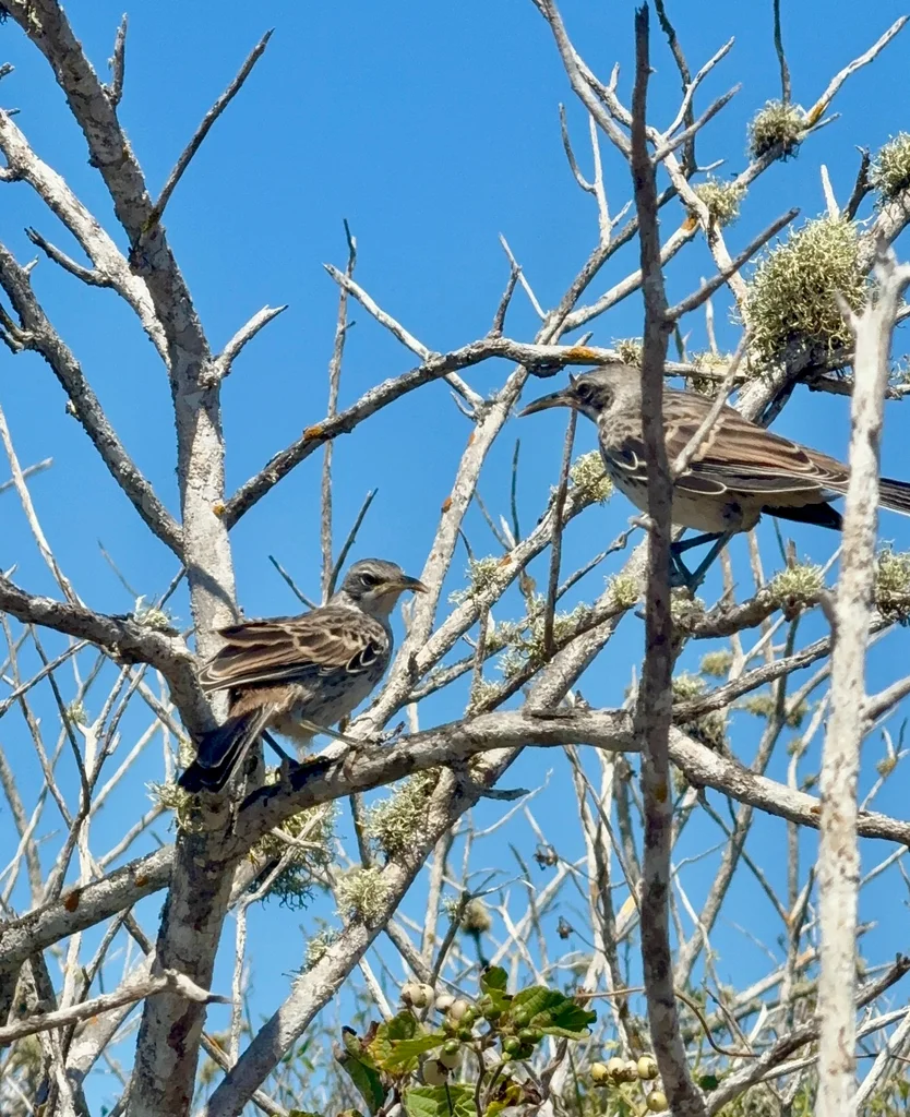 冠嘲鸫(Mimus macdonaldi)