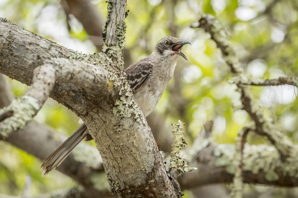 圣岛嘲鸫(Mimus melanotis)