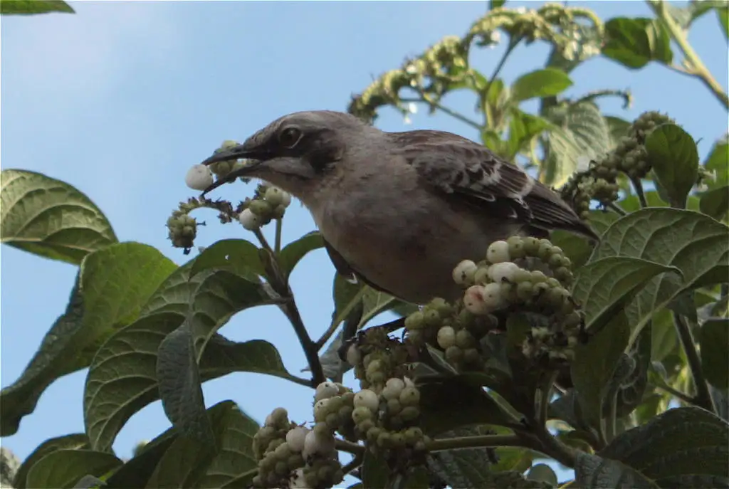 圣岛嘲鸫(Mimus melanotis)