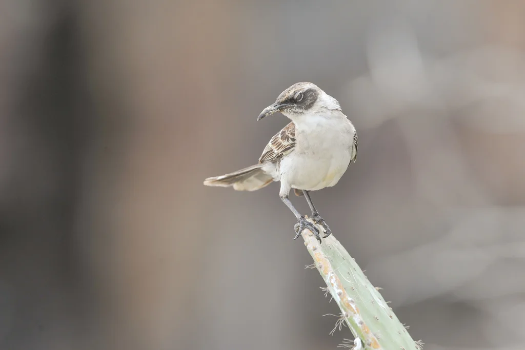加岛嘲鸫(Mimus parvulus)