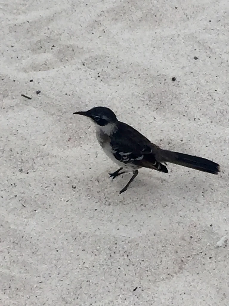 加岛嘲鸫(Mimus parvulus)