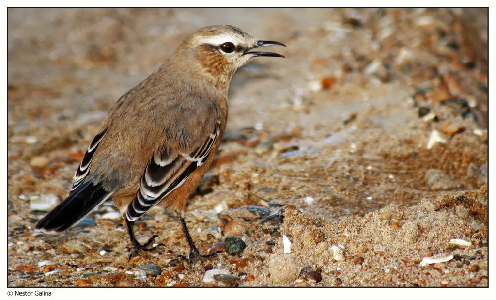 南美小嘲鸫(Mimus patagonicus)