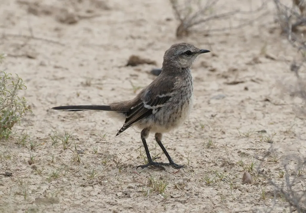 南美小嘲鸫(Mimus patagonicus)