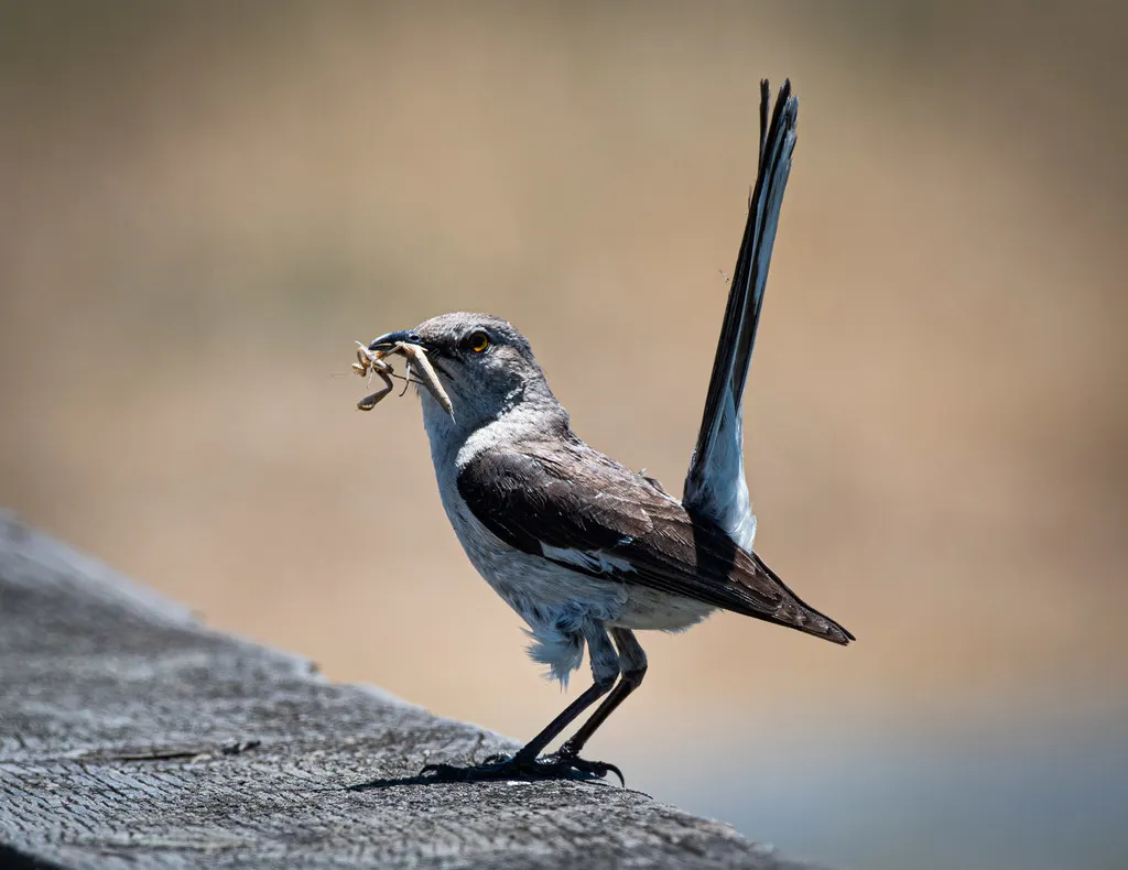 小嘲鸫(Mimus polyglottos)