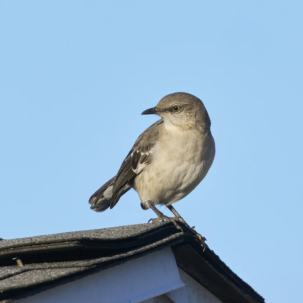 小嘲鸫(Mimus polyglottos)