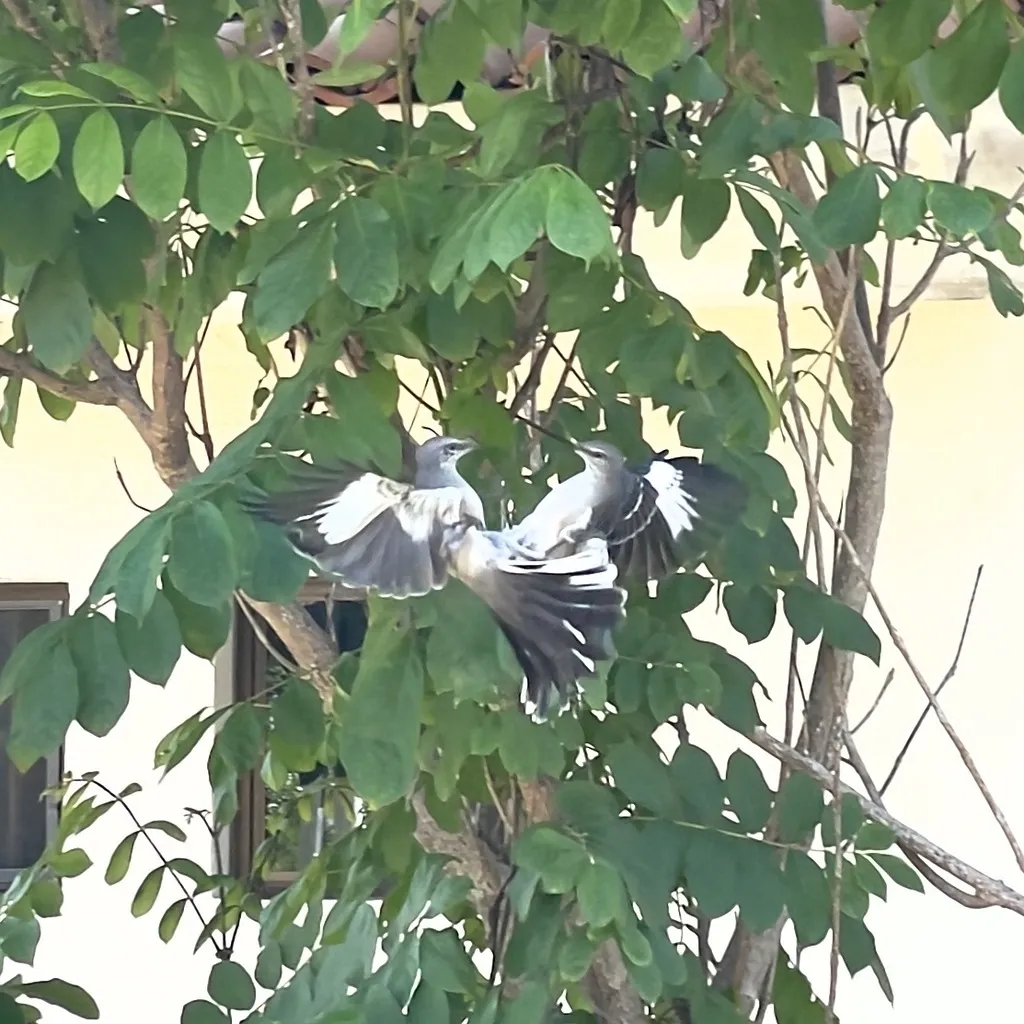 小嘲鸫(Mimus polyglottos)