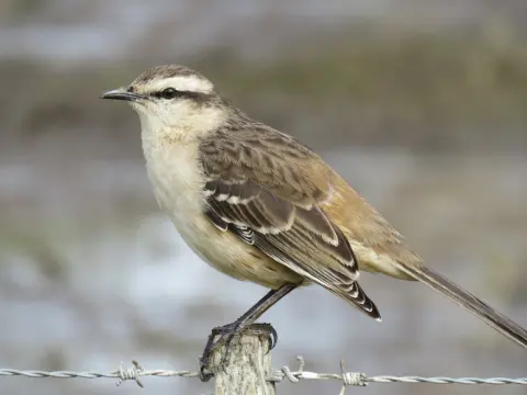 淡褐小嘲鸫