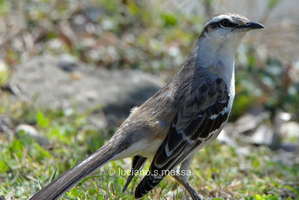 淡褐小嘲鸫(Mimus saturninus)