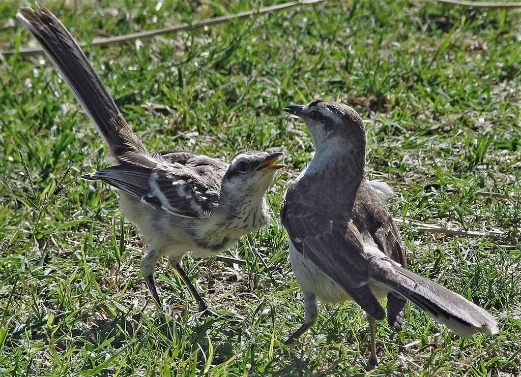 淡褐小嘲鸫(Mimus saturninus)