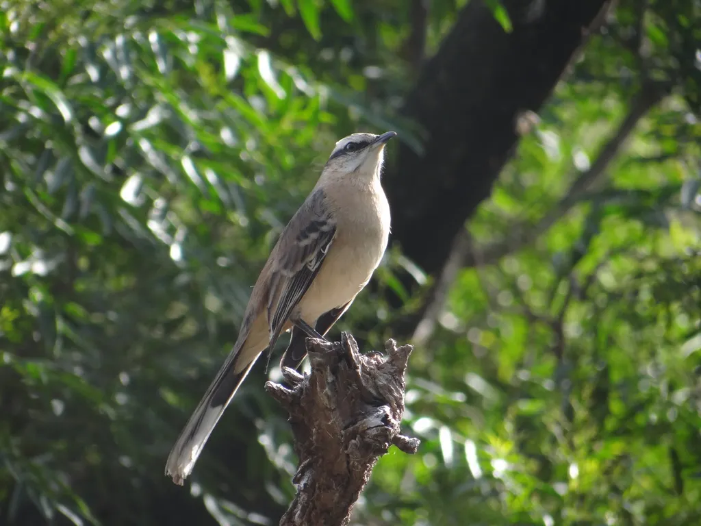 淡褐小嘲鸫(Mimus saturninus)