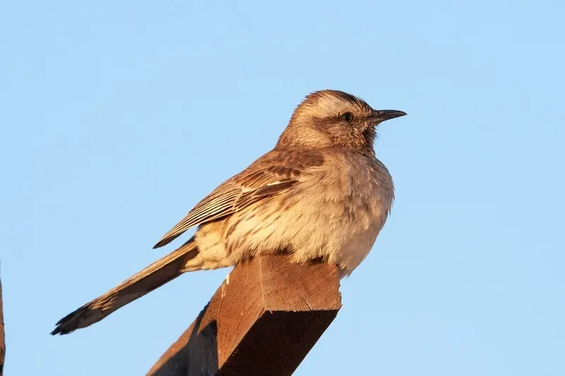 智利小嘲鸫(Mimus thenca)