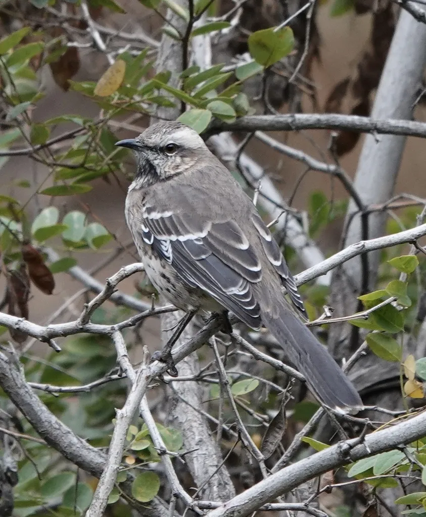 智利小嘲鸫(Mimus thenca)