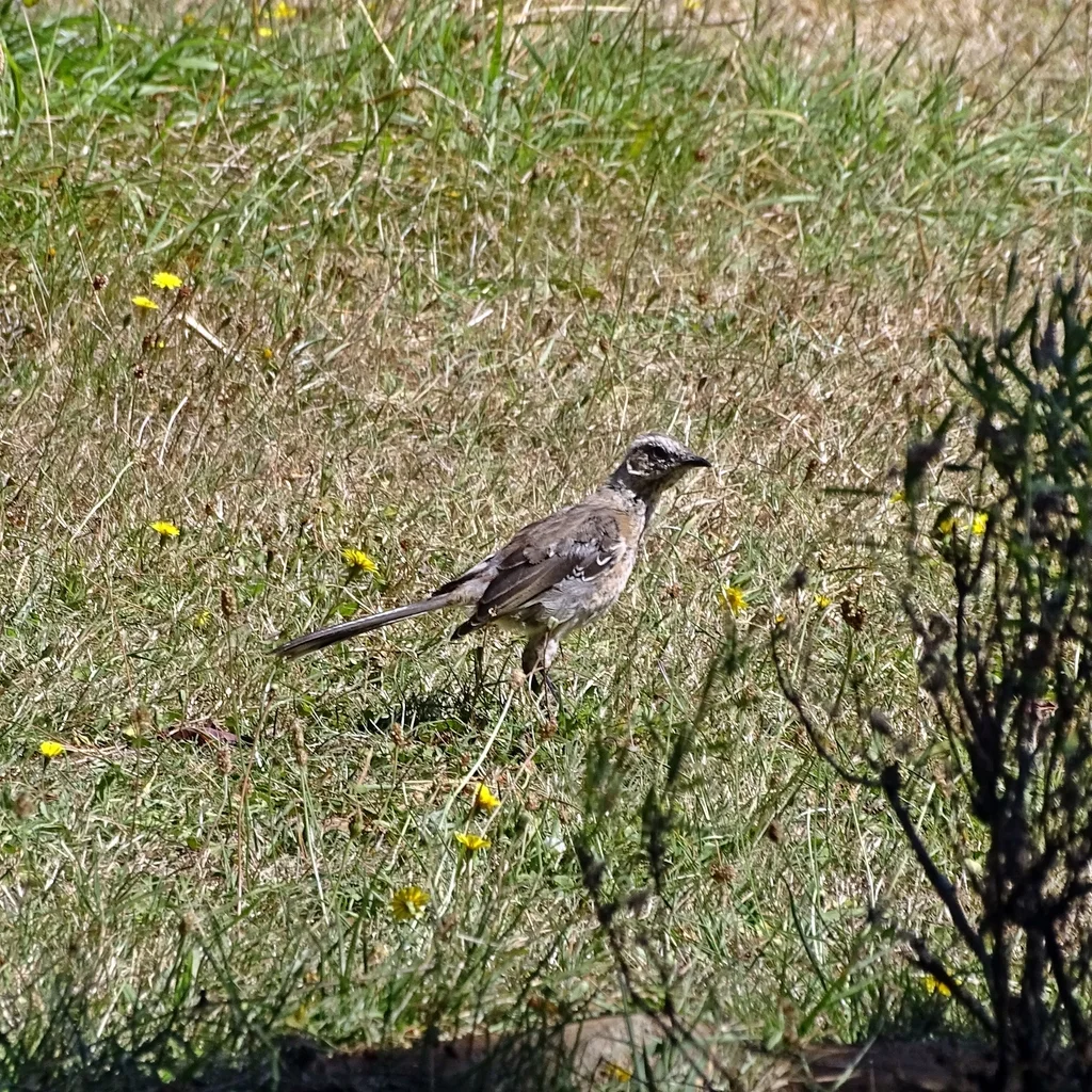 智利小嘲鸫(Mimus thenca)