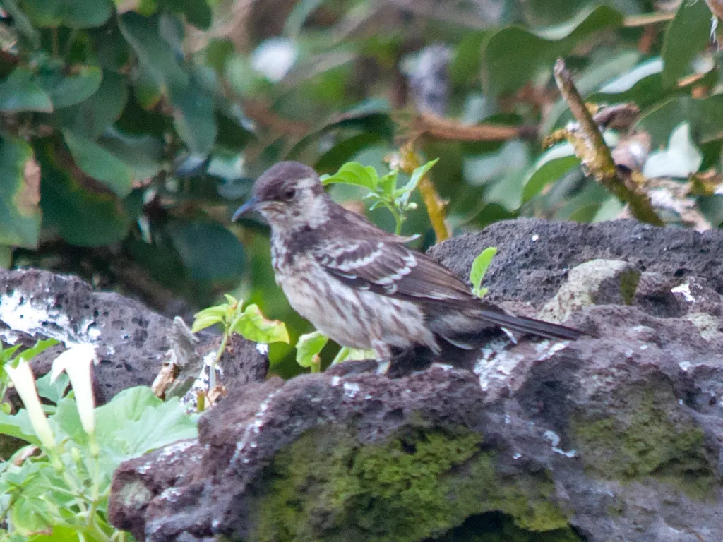 查尔斯嘲鸫(Mimus trifasciatus)