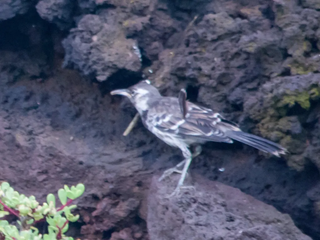 查尔斯嘲鸫(Mimus trifasciatus)